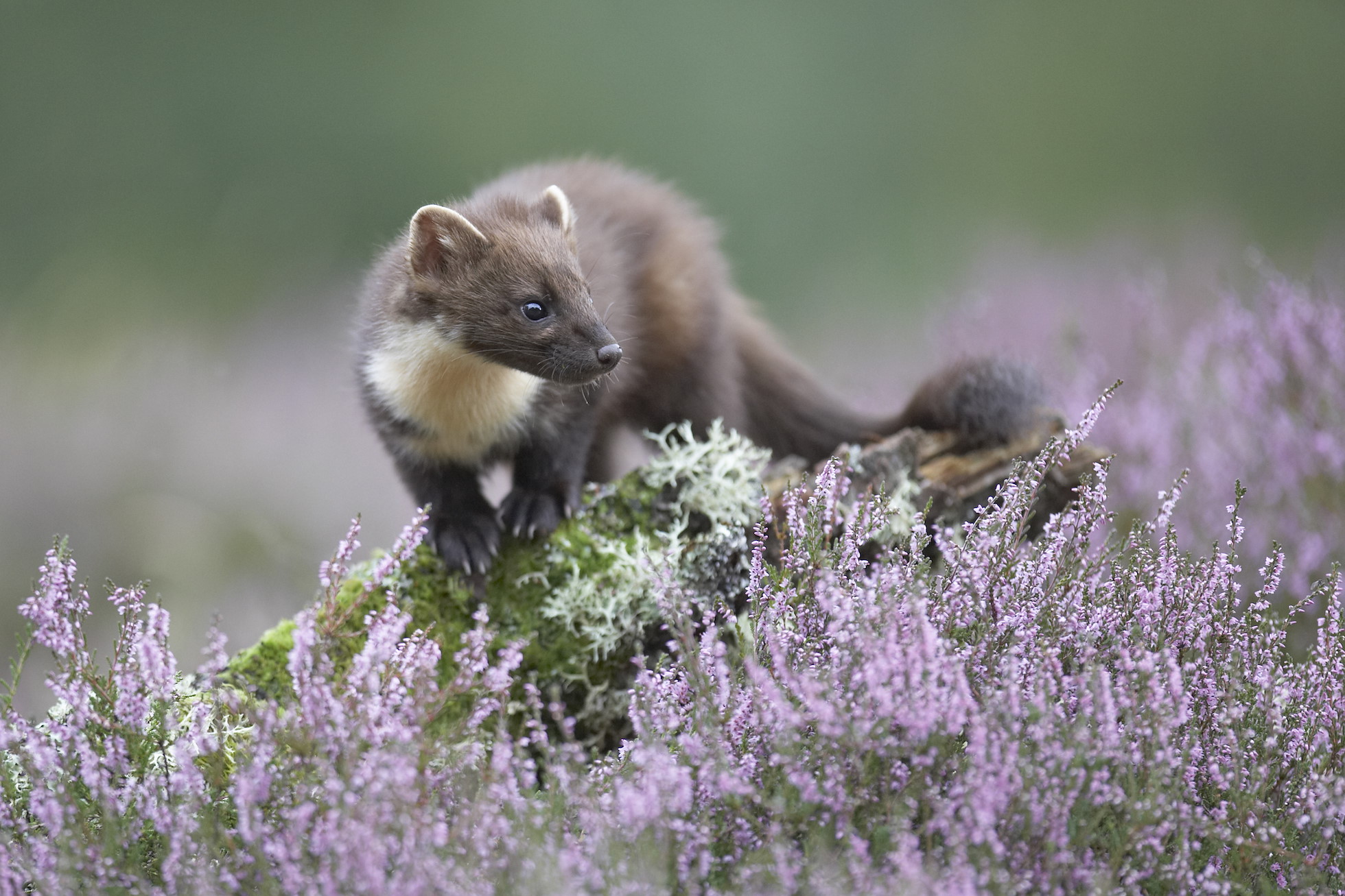 Pine marten (Martes martes) in flowering heather, Scotland.